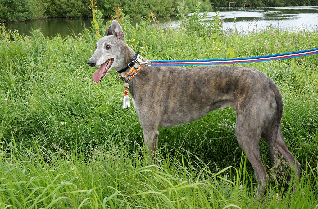 Great British Greyhound Walk 2014 30 or so greyhounds and … Flickr