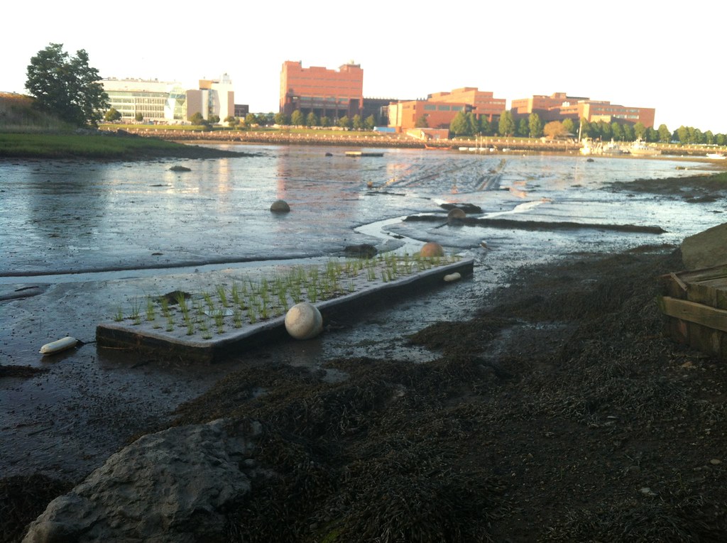 IMG_5930 Floating Island in Savin Hill Cove, Boston, MA Green