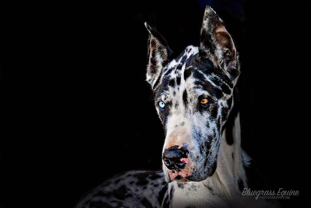 Harlequin Great Dane on Black Impromptu photo shoot this