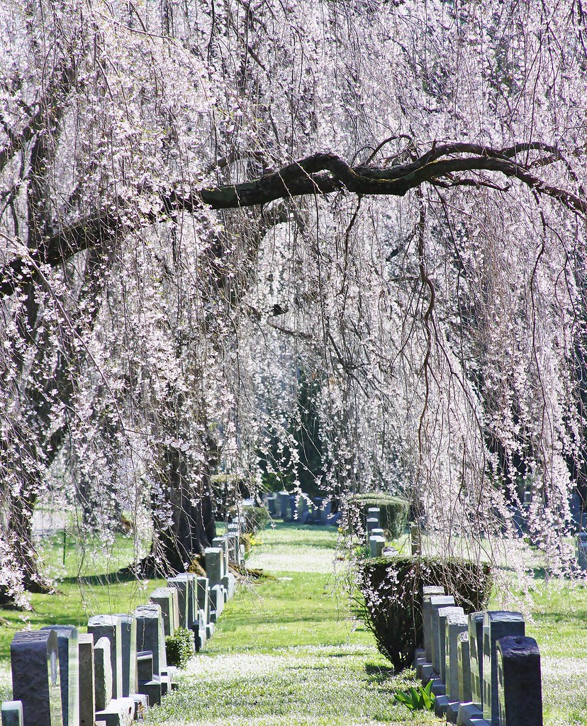 Lexington Cemetery Lexington Cemetery, Lexington, Fayette … Flickr