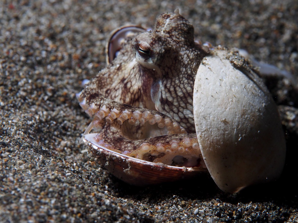 Coconut octopus (Amphioctopus marginatus) Flickr