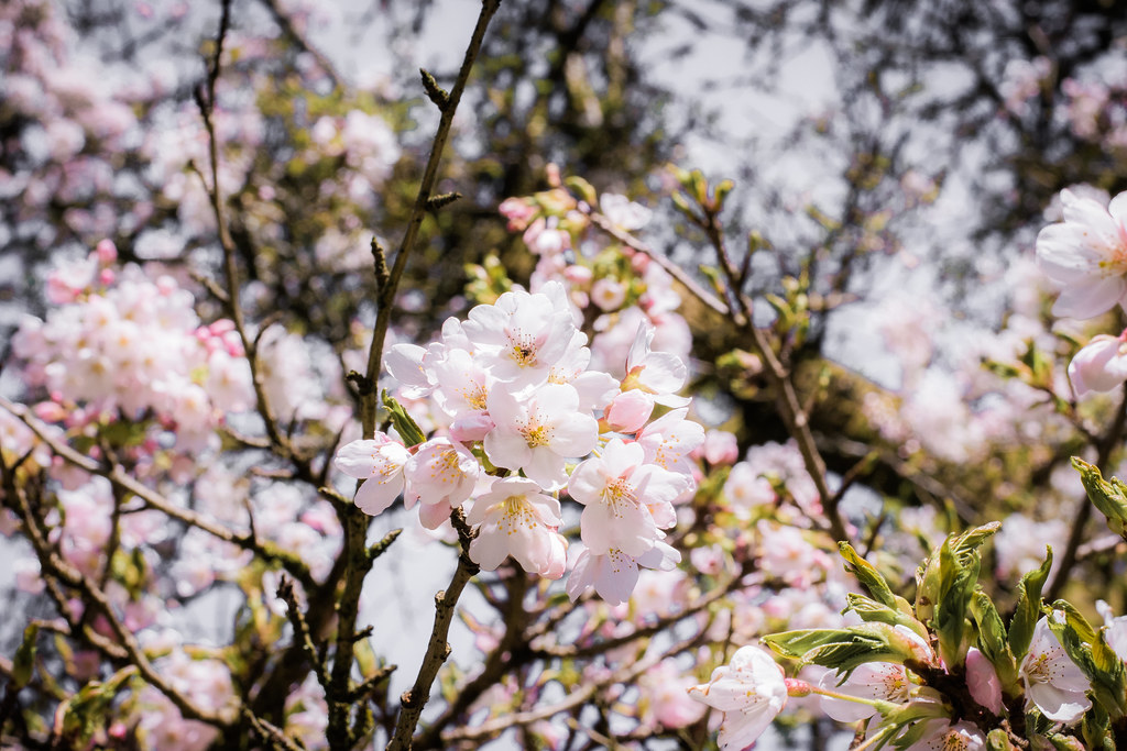 Westonbirt Arboretum Photographs for sale at www.simonmais… Flickr