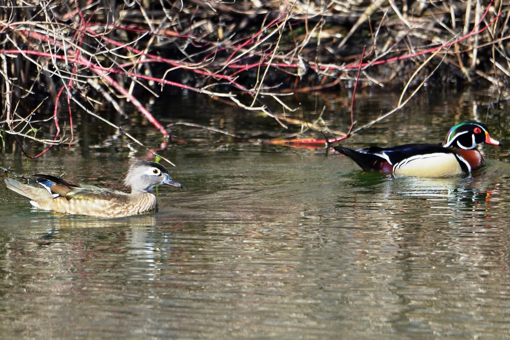 Wood Duck, Minnesota, Roseville, Ramsey County Park McCar… Flickr