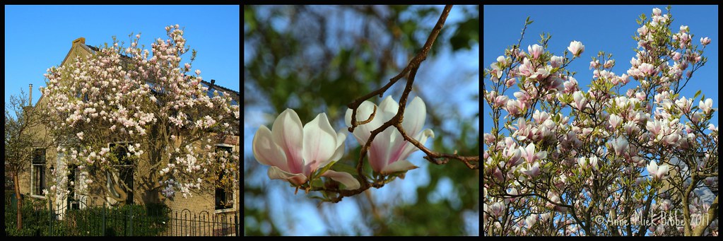 MAGNOLIA IN DE VOORTUIN MAGNOLIA IN THE FRONT YARD Flickr
