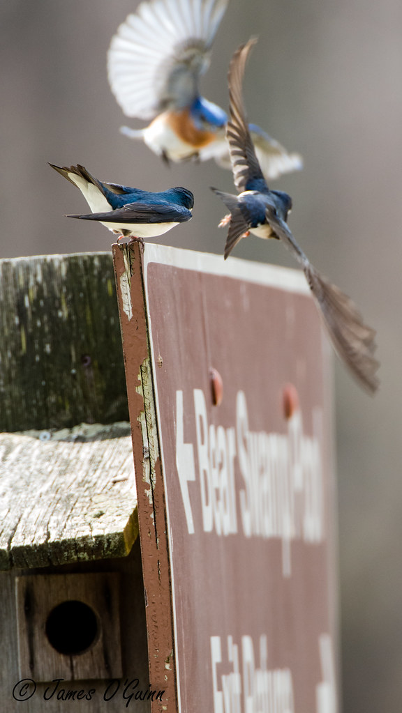 Eastern Bluebirds 7 Surprising Facts Bluebird Landlord