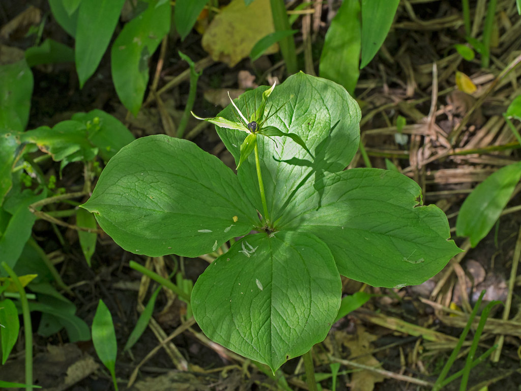 Cottingwood Herb Paris This plant was discovered during Tu… Flickr