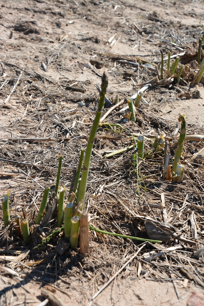 Asparagus farm tour (11) Asparagus Farm Tour Michigan State
