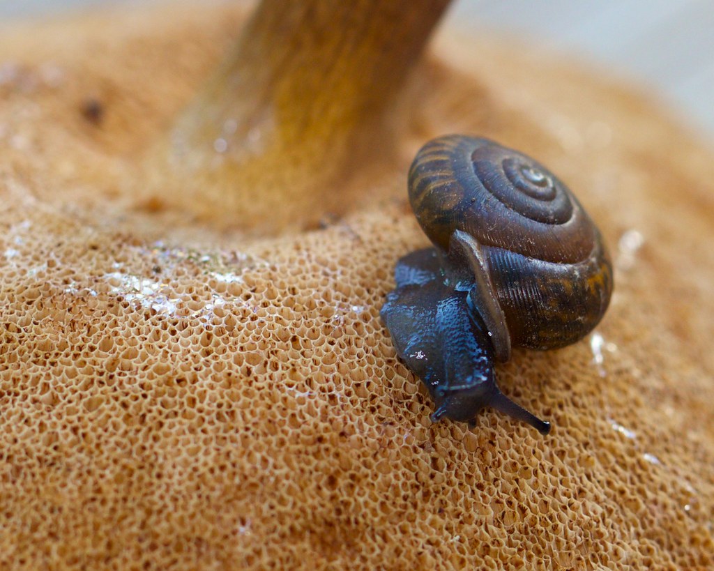 Snail Eating Mushroom Bill Bumgarner Flickr