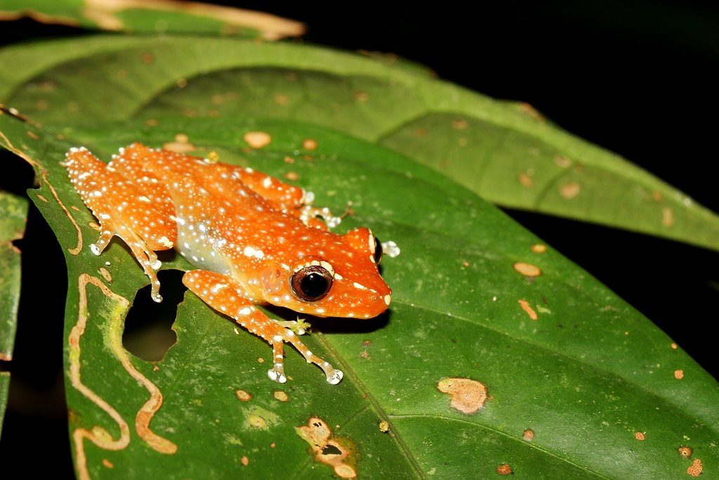 Cinnamon Frog (Nyctixalus pictus) n.weigner Flickr