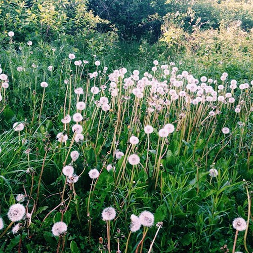 Rolled in this dandelion patch and then found out it was f… Flickr