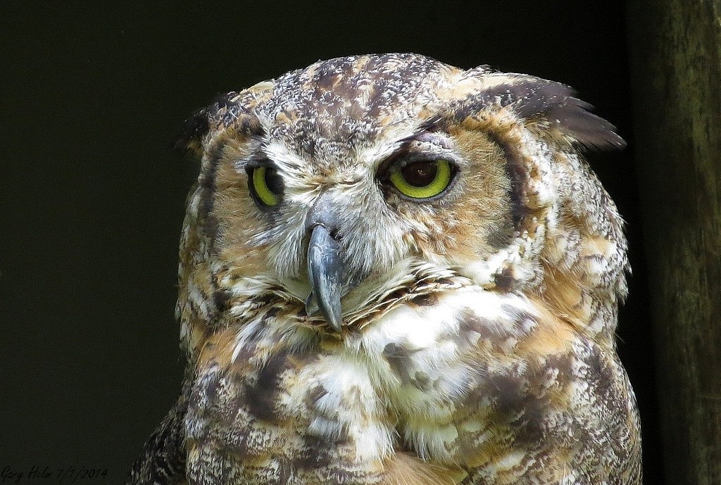 "Winged Tiger" The Great Horned Owl, Florida's largest owl… Flickr