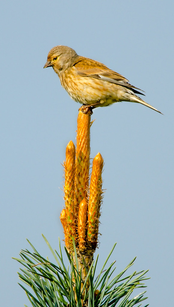 Swillington Ings, Leeds Paul Green Flickr