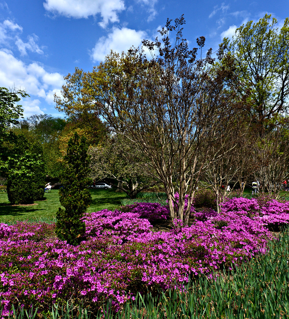 Sherwood Gardens Spring Blooms Guilford, Baltimore, MD Flickr