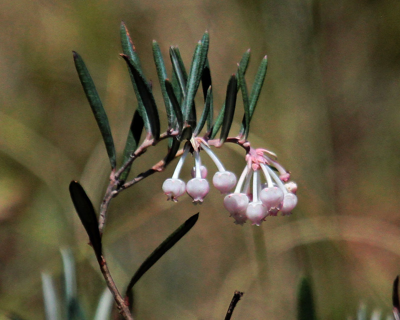 Ponemah Bog, Amherst NH Flickr