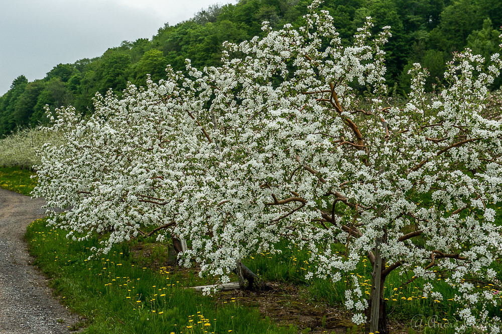 Le verger Jude Pomme, Oka Flickr