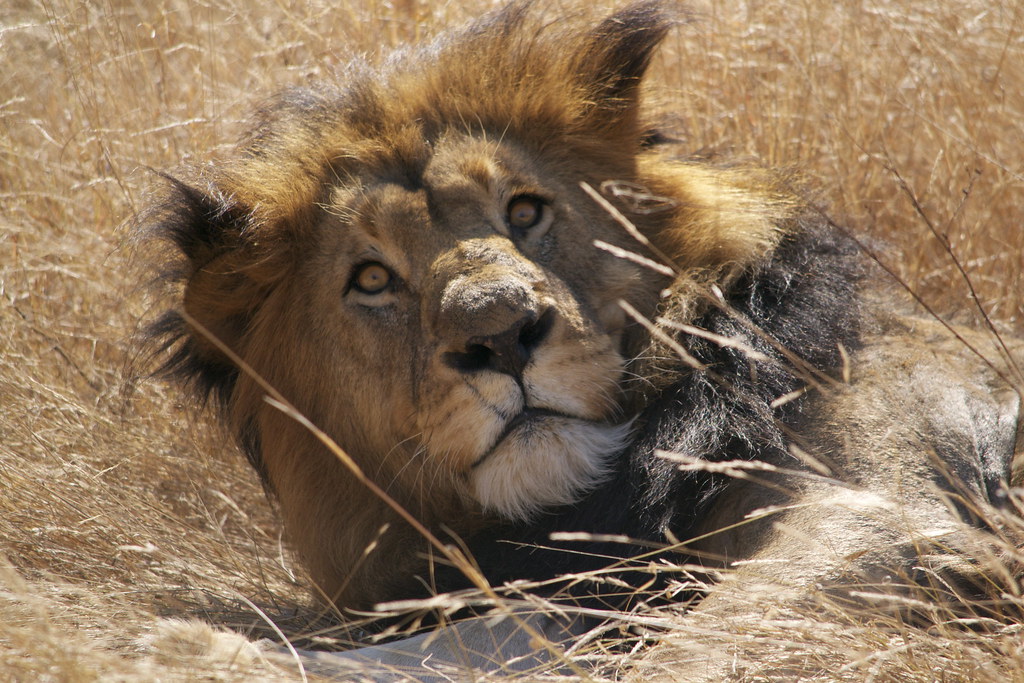 Lion Waking Up At Karongwe Game Reserve jcnorrie Flickr