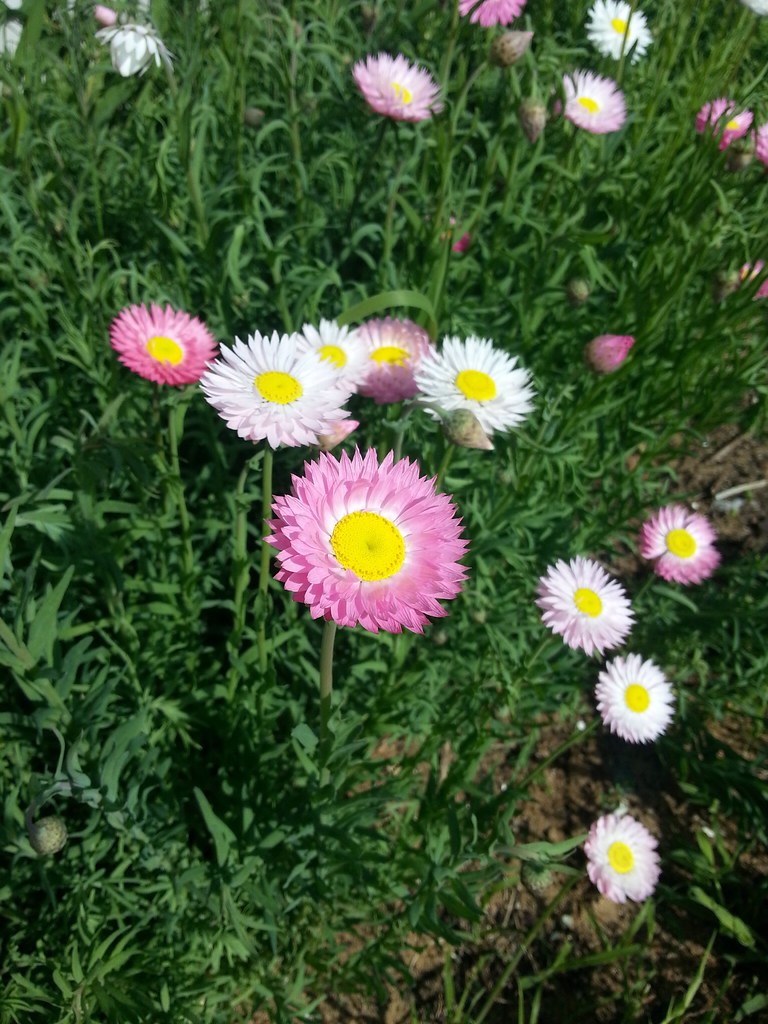 time to plant everlasting daisy seeds these are last year'… Flickr