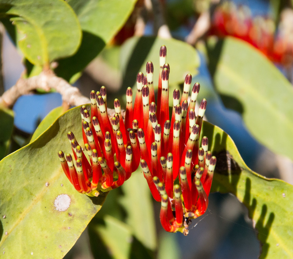 Mistletoe Flower Geoff Whalan Flickr