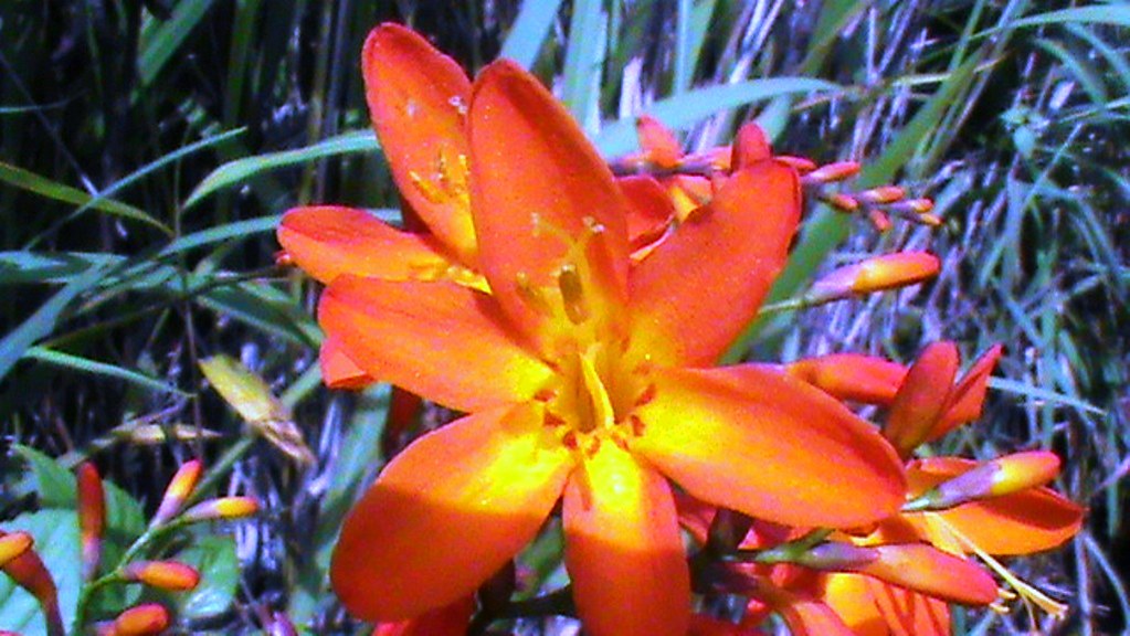 WILD FLORA Phungyar, Manipur Nirmal Deka Boruah Flickr