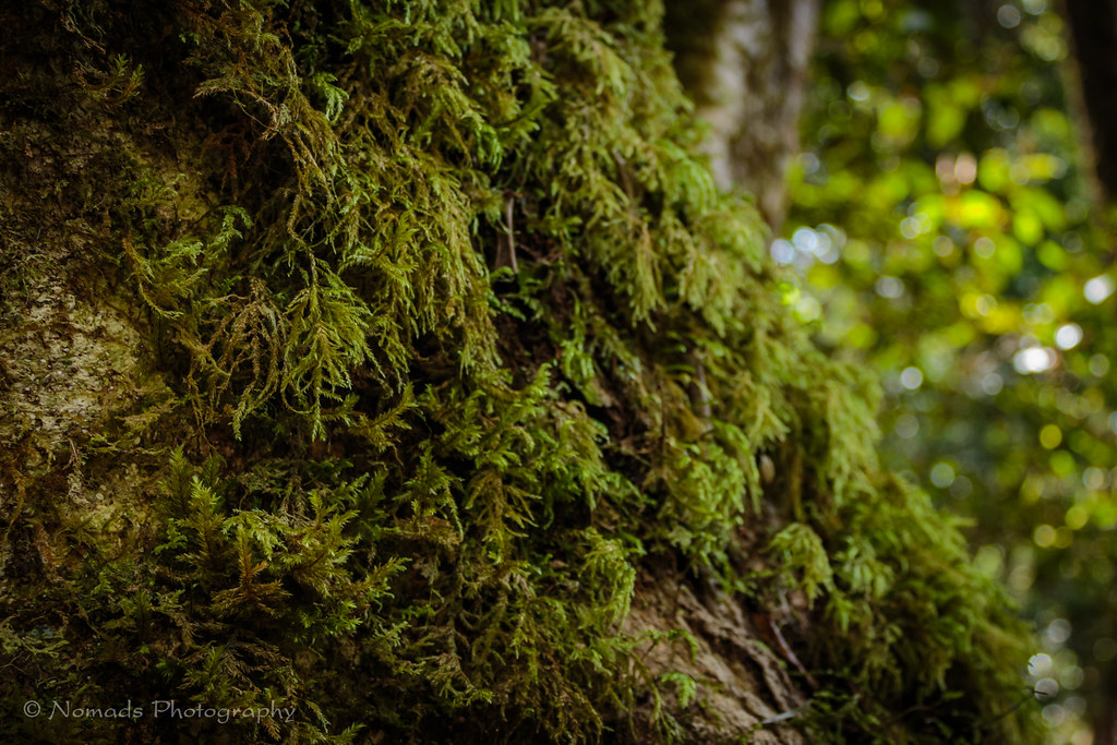 Treebeard Mosses are small flowerless plants that typicall… Flickr