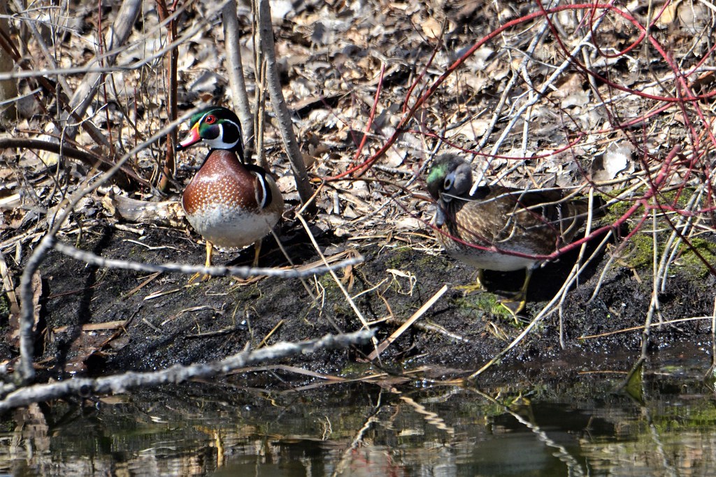 Wood Duck, Minnesota, Roseville, Ramsey County Park McCar… Flickr