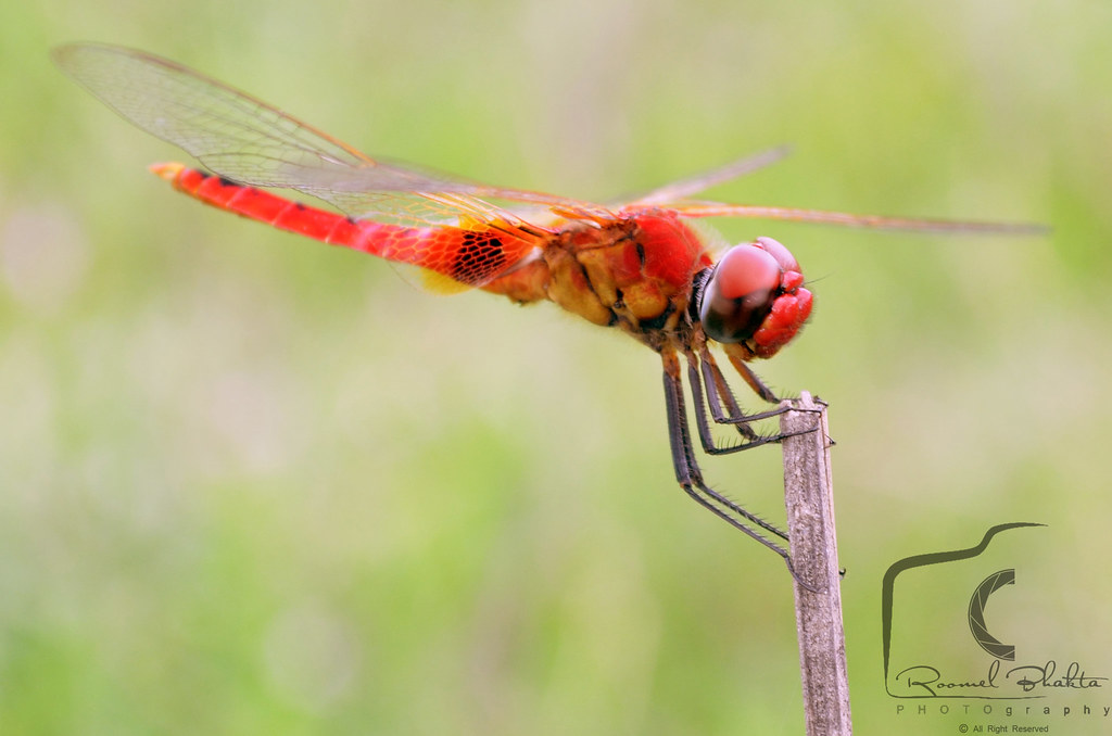 Red Dragonfly Red Dragonfly It is characterized by large m… Flickr