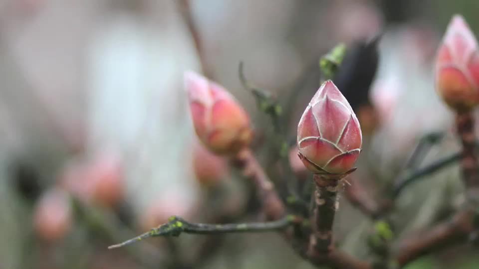 Flowers with attitude Magnificent flowers and beautiful bu… Flickr