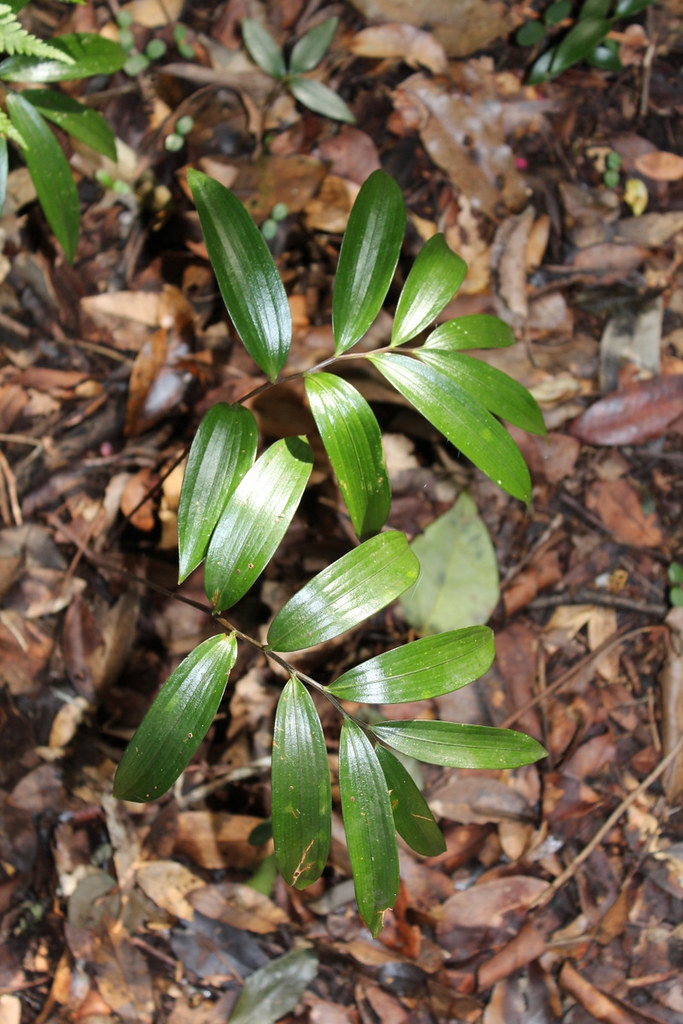 Drymophila moorei Orange Berry, an understorey plant in th… Flickr