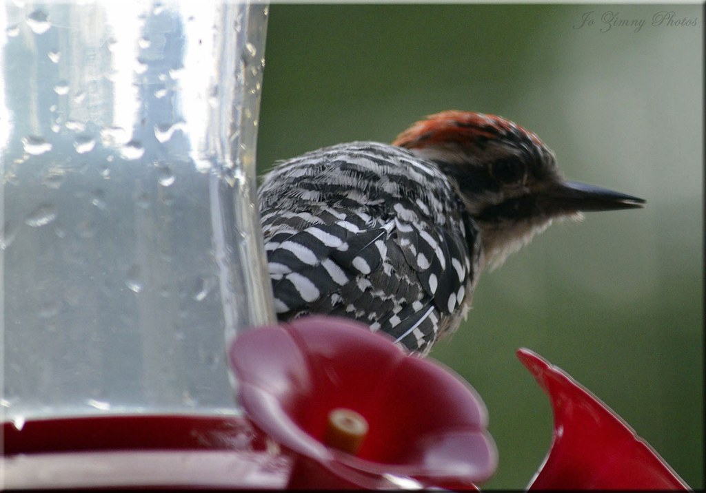 Ladderback Woodpecker It came for a taste of sugar water t… Flickr