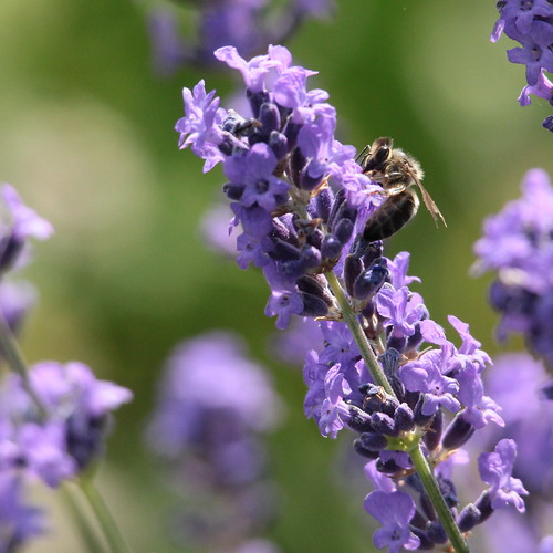 lavender bee dans mon jardin OliBac Flickr