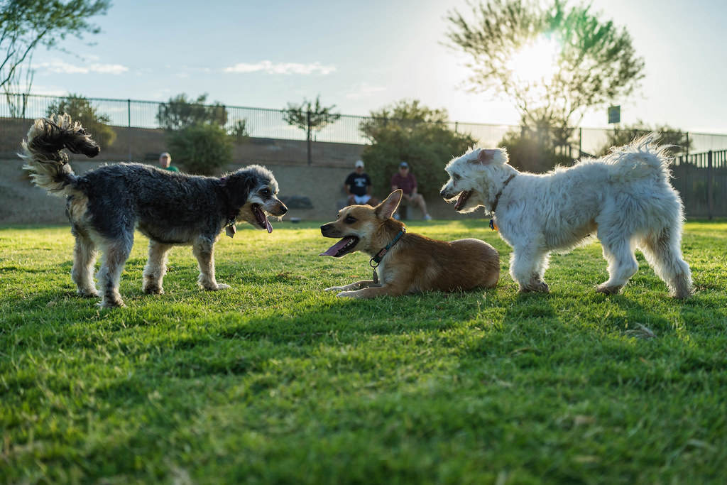 Palm Desert Dog Park J.M. HULL Flickr