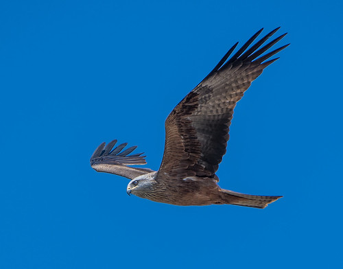 Black Kite © DM Parody 2016 These i… Flickr