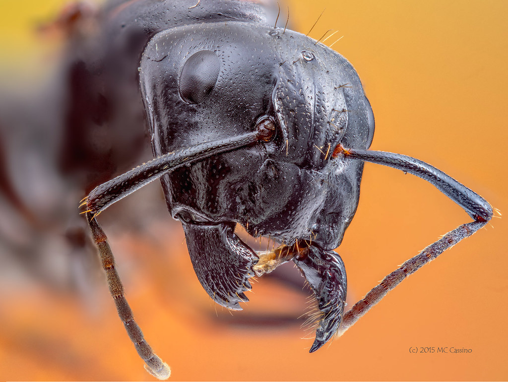 Carpenter Ant Queen This ant is roughly 15mm in length. It… Flickr