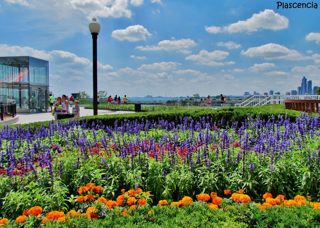 Chicago flowers (1) Miguel Hernandez Plascencia Flickr