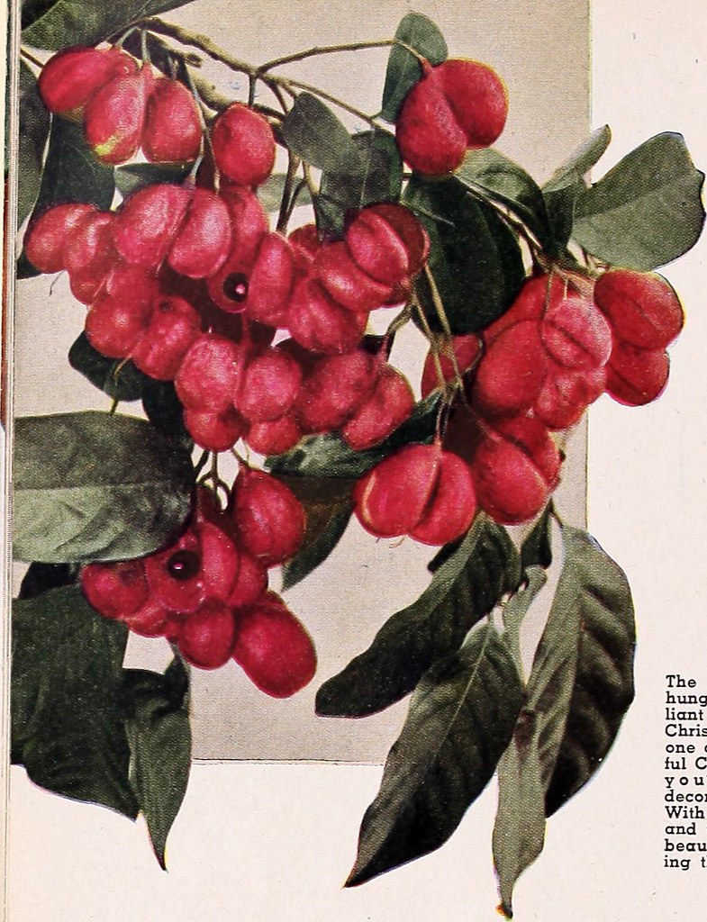 Image from page 35 of "Armstrong Nurseries" (1945) Flickr