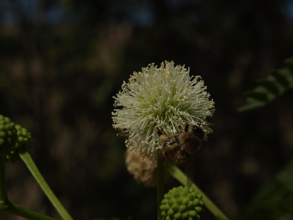 Mimosa Flower with Bee Chris Trask Flickr
