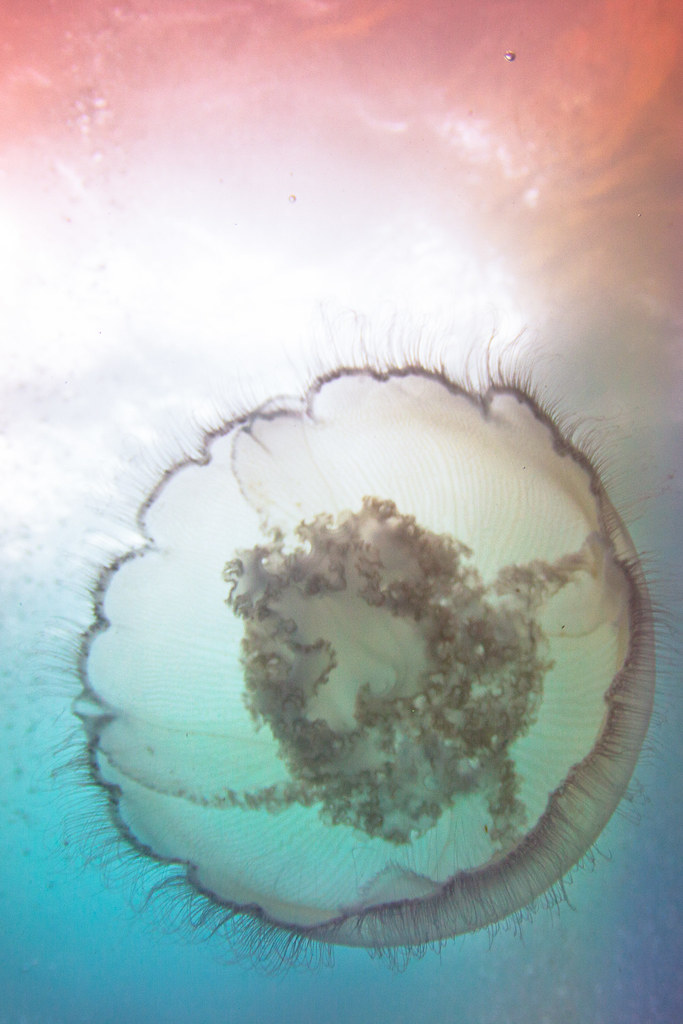 SouthernCaliforniaOilRigs26.jpg Jellyfish on Eureka oi… Flickr