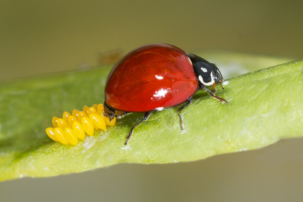 Ladybug and Her Eggs Wow, I can't believe she is laying he… Flickr