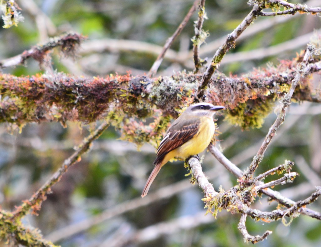 Tambo Quinde Aves de Tambo Quinde Cachorros Lord Guau Flickr