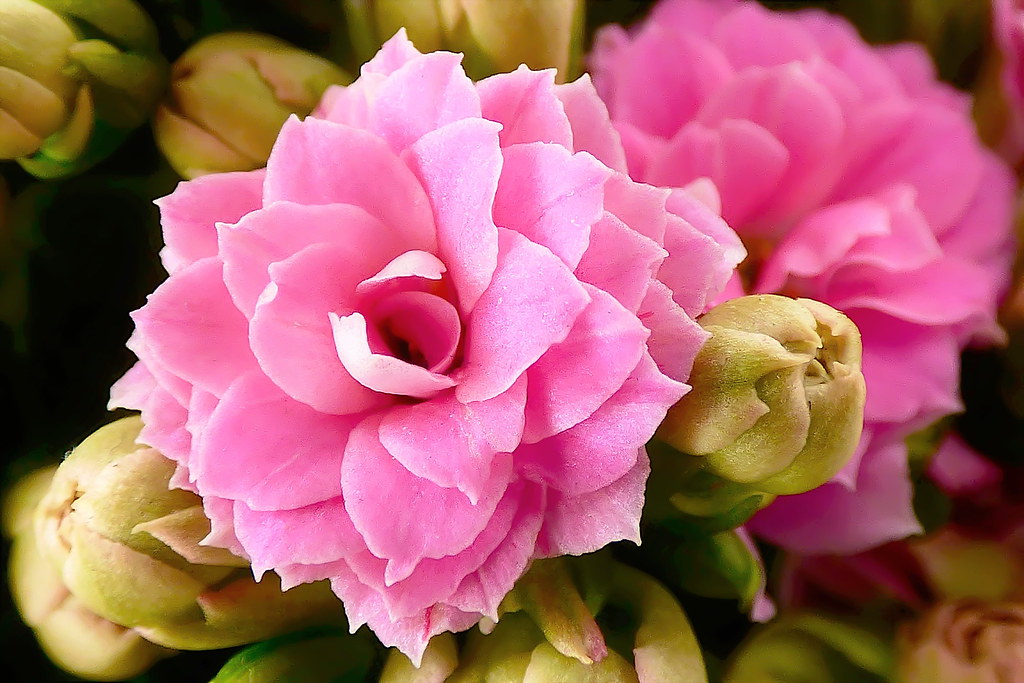 Kalanchoe. Kalanchoe bloom. Les Fisher Flickr