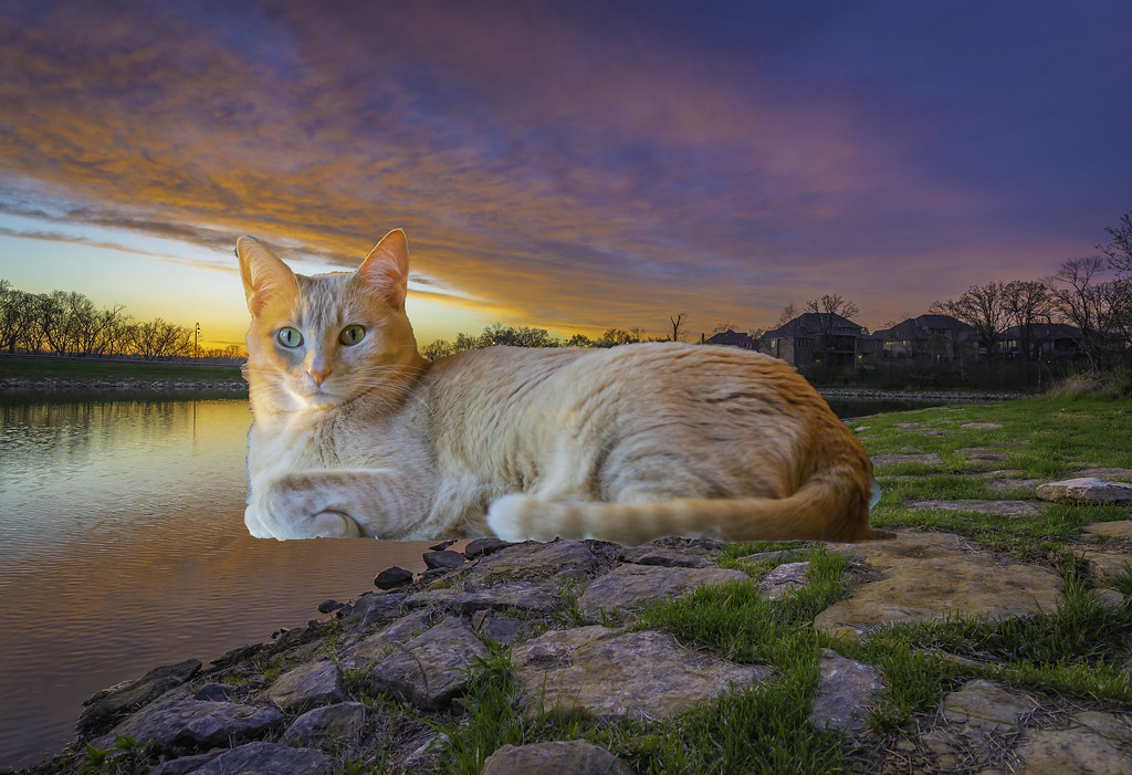 Sunset Kitty This is pretty much my best work ever. It com… Flickr