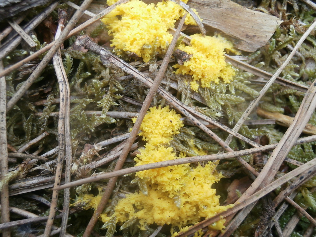 Bright yellow fungi/moul Warren Heath Forest, Eversley Flickr