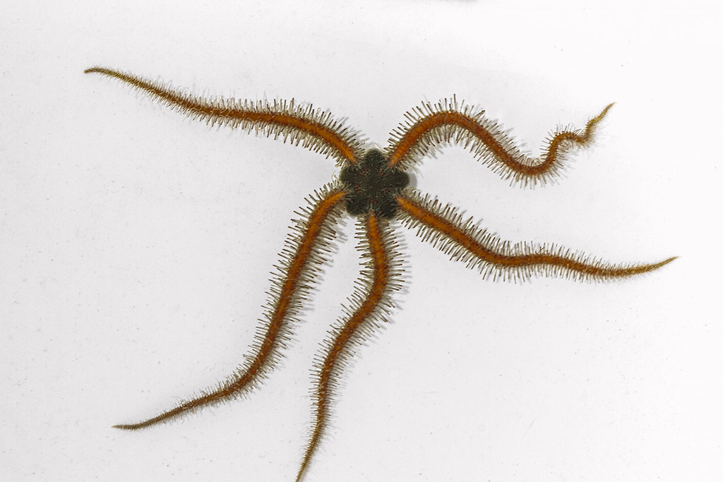 Ophiothrix spiculata, Spiny Brittle Star, Western Spiny Br… Flickr