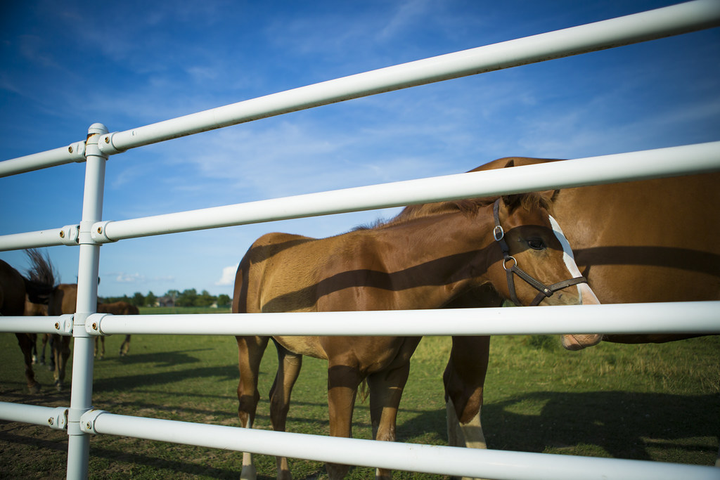 equine teaching farm_south farm_summer_0003 The Equine Tea… Flickr