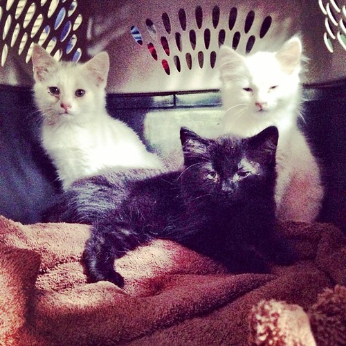 Itty bitty kitty committee. Names TBD via Instagram ift.tt… Flickr