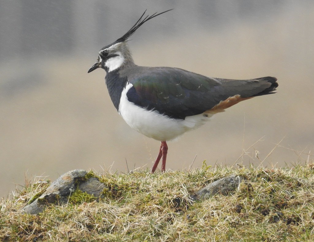 lapwing Vanellus vanellus Badenoch, Scotland. Badenoch and