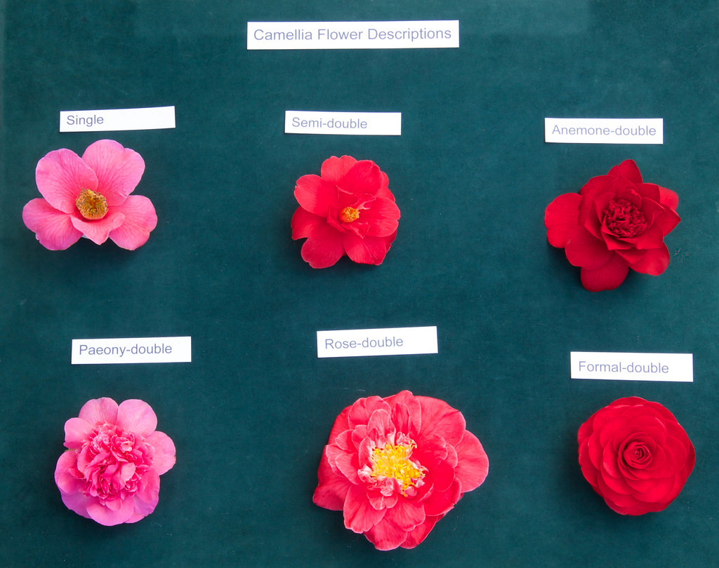 Camellia flower descriptions Some of the camellias floweri… Flickr