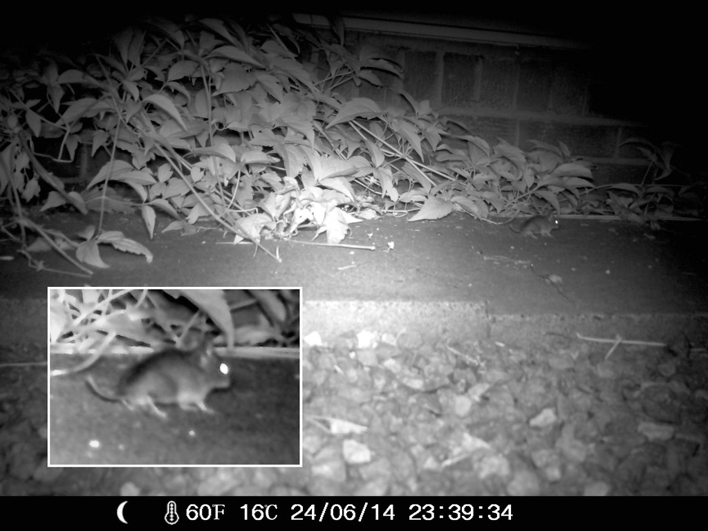 Wildlife Camera Flickr