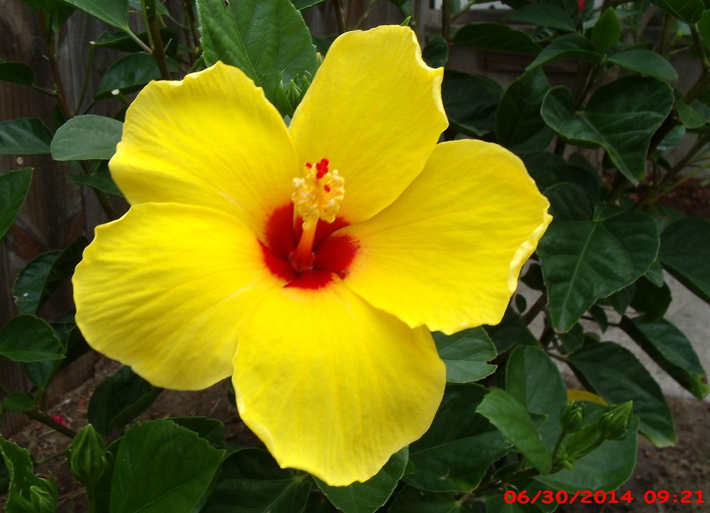 single yellow Hibiscus flower with red center GEDSC DIGITA… Steven