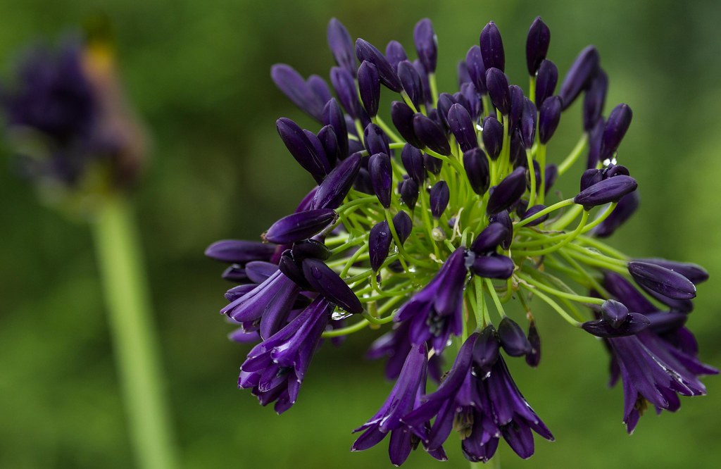 purple flower Bell shaped flowers on long single stem. Bas… Flickr
